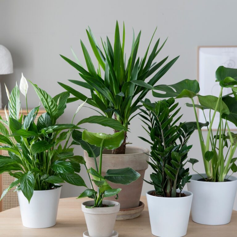 Mester Grønn_Grønne planter_1080x1080
